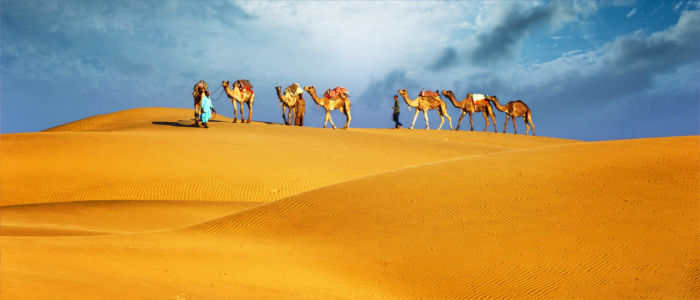 Kamele in der Wüste von Ägypten