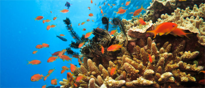 Great Barrier Reef vor Australien