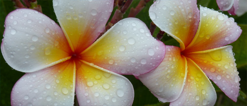 Zauberhafte Flora von Kiribati