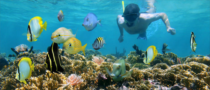 Tauchen im Meer zwischen Korallen und Fischen in Kuba